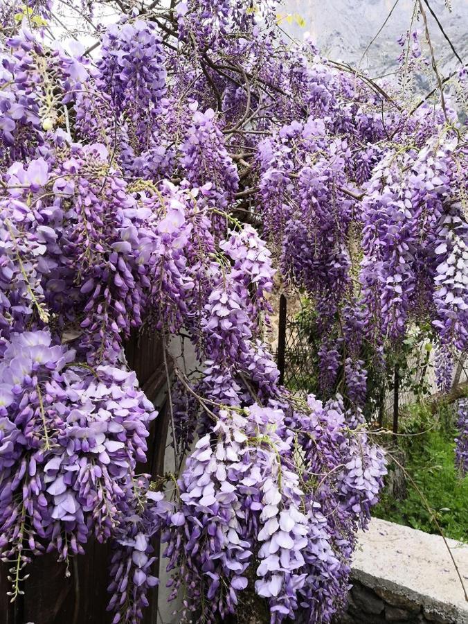 La Glycine Villa Sinsat Kültér fotó